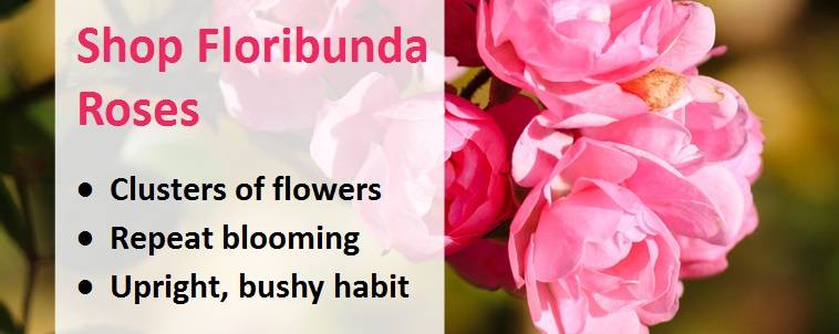 Shop for floribunda roses